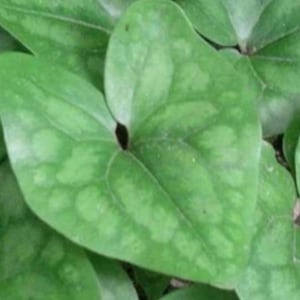 May include: Close-up of green heart-shaped leaves with lighter green patterns. The leaves have a smooth texture and are slightly overlapping, creating a natural, organic composition. The image highlights the details of the plant's foliage.
