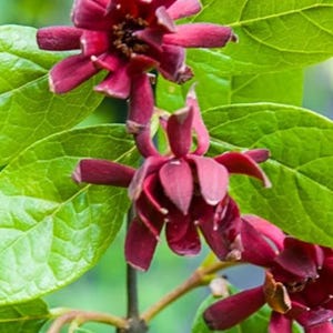 Carolina Allspice 18-24" Quart Pot, Sweet Shrub, Calycanthus Floridus, Live plant