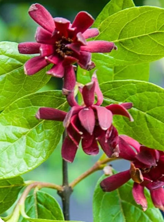 Carolina Allspice 18-24" Quart Pot, Sweet Shrub, Calycanthus Floridus, Live plant