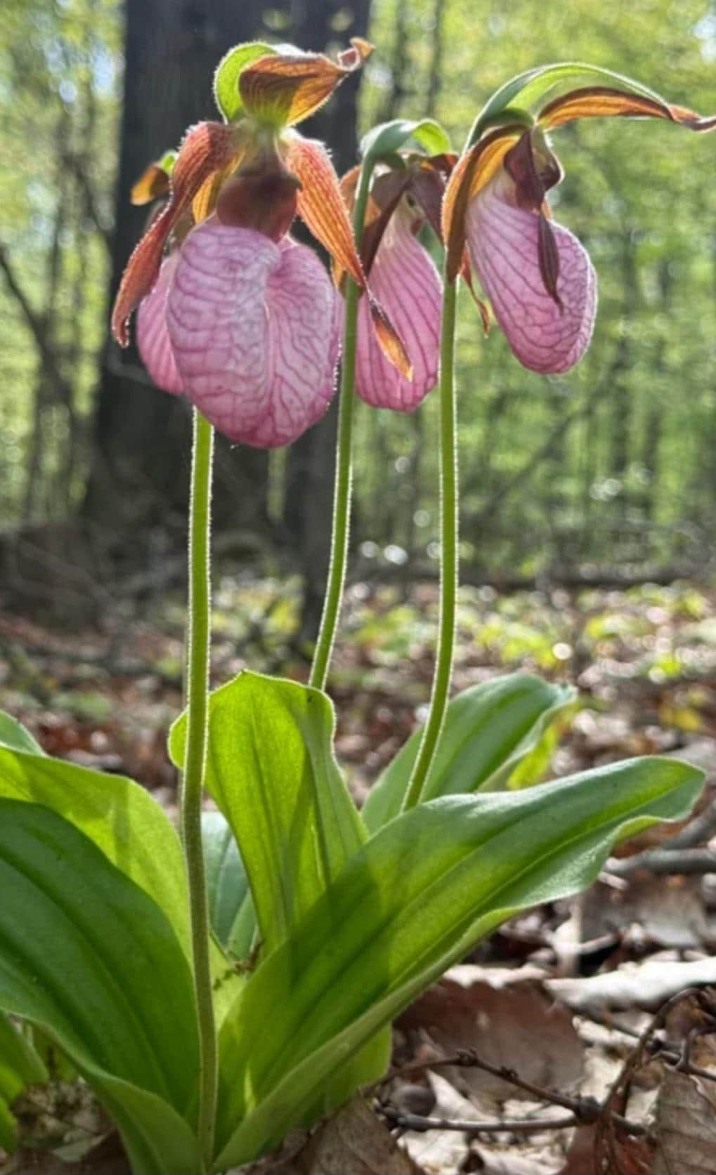 Five Pink Lady Slippers Bareroot, (cypripedium Acaule) Moccasin