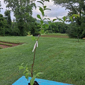 White Crape Myrtle 18-24 inches tall in a 3 inch pot, white flowers, fast growing shrub, landscape, potted plant, easy to grow