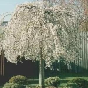 May include: A weeping cherry tree in full bloom with white flowers. The tree is in a residential yard with green grass and shrubs.