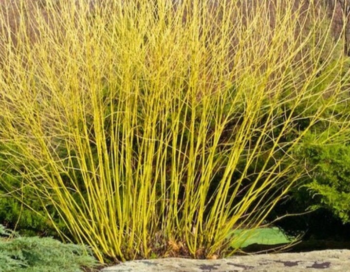 Yellow Twig Dogwood 18-24 inches tall in a 2 1/2 inch pot, deciduous shrub, fast growing, yellow stems, deer tolerant, winter landscape