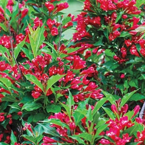Red Weigelia Plant: Attracts Hummingbirds & Butterflies, Fast Growing