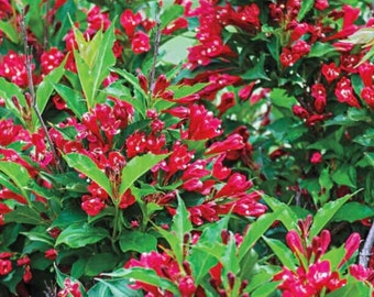 Red Weigela 18-24" Quart Pot, Pollinator Friendly Plant