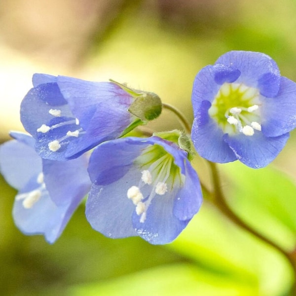 10 Jacob's Ladder root systems, perennials, blue flowers, blue blooms, woodland garden