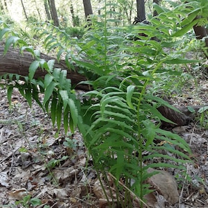 5 Glade Fern Rhizomes