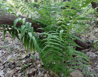 5 Glade Fern Rhizomes, native fern