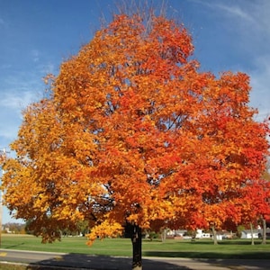 May include: A vibrant tree with a full canopy of orange and yellow leaves against a clear blue sky. The tree's trunk is dark brown, and it stands on a green lawn next to a road. The image captures the beauty of autumn.