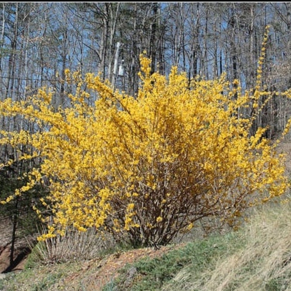 Forsythia 12-18 inches tall in a 2 1/2 inch pot, Lynnwood gold, forsythia x intermedia, yellow flowers, fast growing, flowering shrub