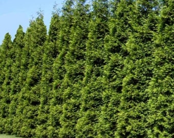Green Giant Arborvitae 12-18 inches tall in a 3 inch containers, evergreen, windbreak, hedge, fast growing, landscape plant, thuja