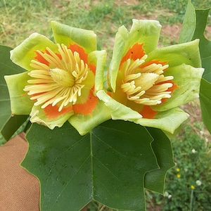 May include: Close-up of two tulip poplar flowers. The flowers have green petals with orange and yellow accents. The flowers are surrounded by large green leaves. The background is blurred.