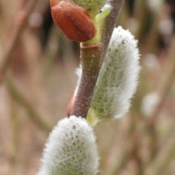 Pussy Willow 2-4 ft. tall Bareroot, Fast Growing Plant, Catkins, Attracts Butterflies, Small Tree, Large Shrub, Kilmarnock, Salix discolor