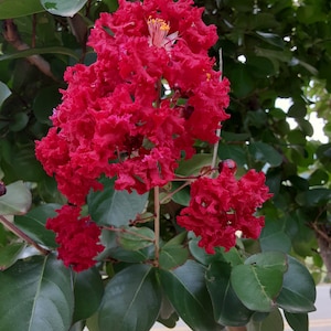 2 Deep Red Crape Myrtle, dynamite, 18-24 in. tall in a quart pot, live potted plant, shrub, small tree, fast growing, low maintenance shrub