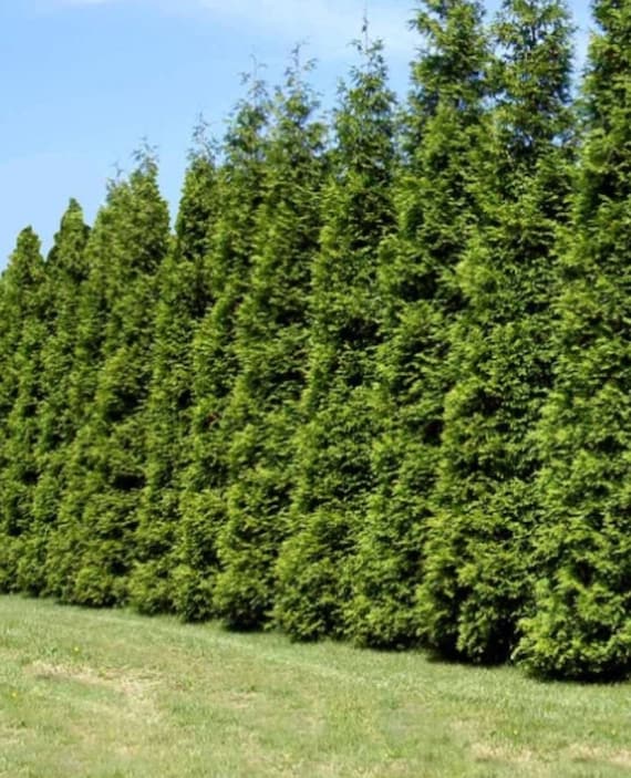 Fast Growing Windbreak Trees