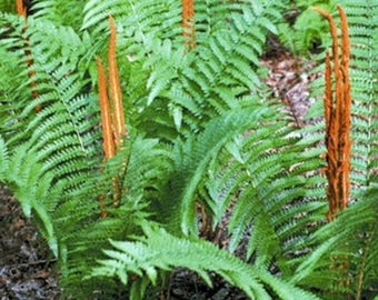 10 Cinnamon Fern Bareroot Osmundo cinnamomea  Hardy ferns