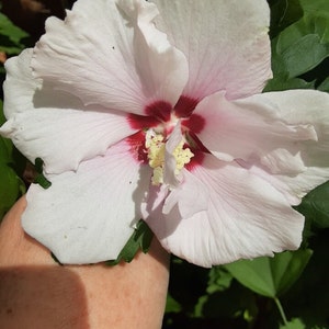Pink Althea Shrub: Rose of Sharon Hibiscus (12-18 inches)