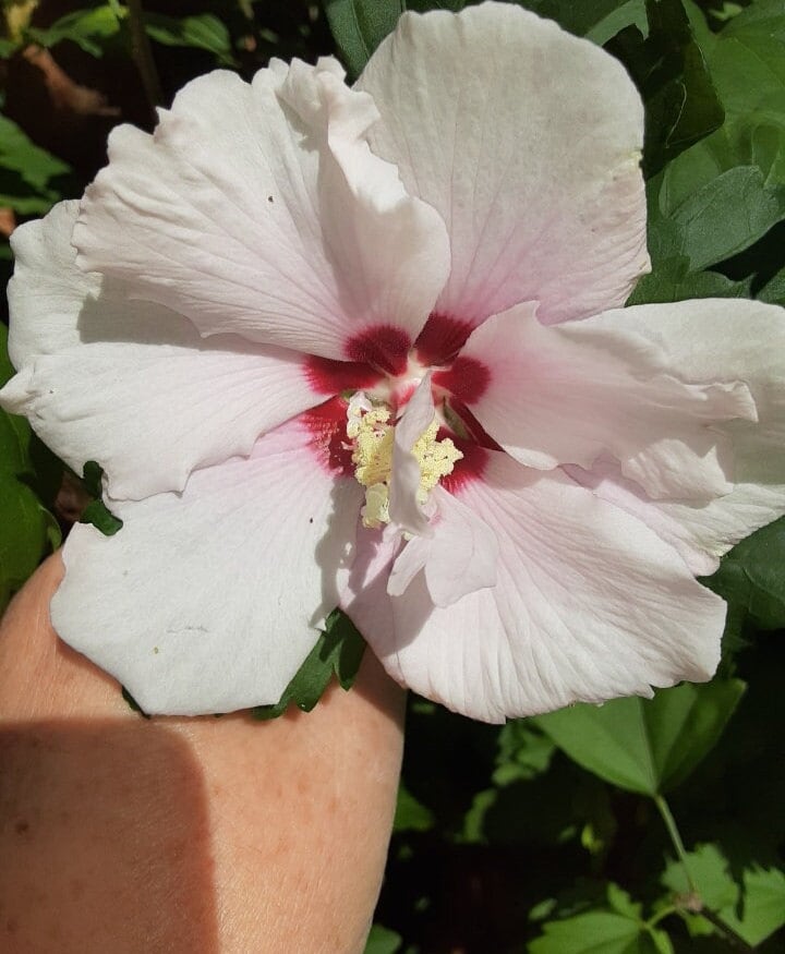 Pink Rose of Sharon Shrub: Fast Growing Althea (18-24 inches)