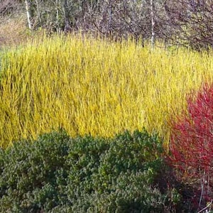 May include: A vibrant landscape scene featuring a mix of colorful plants. The image showcases a large patch of bright yellow shrubs, a section of green bushes, and a cluster of red branches. The background includes bare trees.