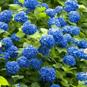 May include: A bush of blue hydrangeas in full bloom. The flowers are clustered together in large, round shapes, creating a vibrant display of color.