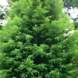 Bald Cypress 2-3 ft. tall in a quart pot, live plant, will grow in swamps, taxodium distichum, easy to grow, deciduous conifer