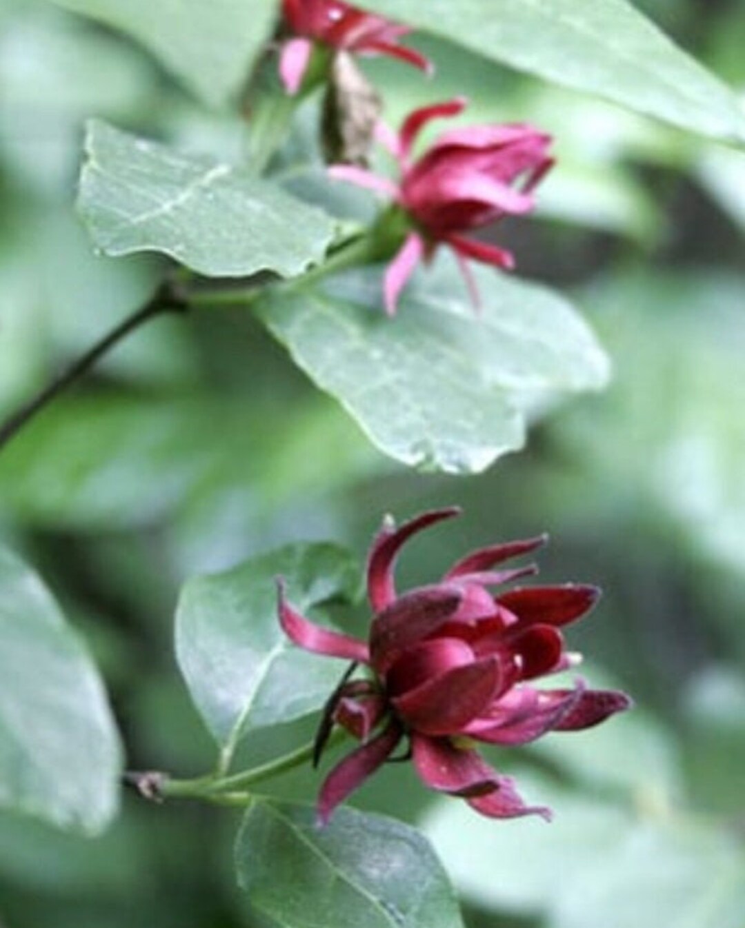 Sweet Shrub, Carolina Allspice 612 Inches Tall in a 2 1/2 Inch Pot