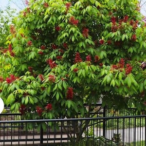 Dwarf Red Buckeye: 8-15&quot; Quart Pot, Firecracker Plant, Live Plant