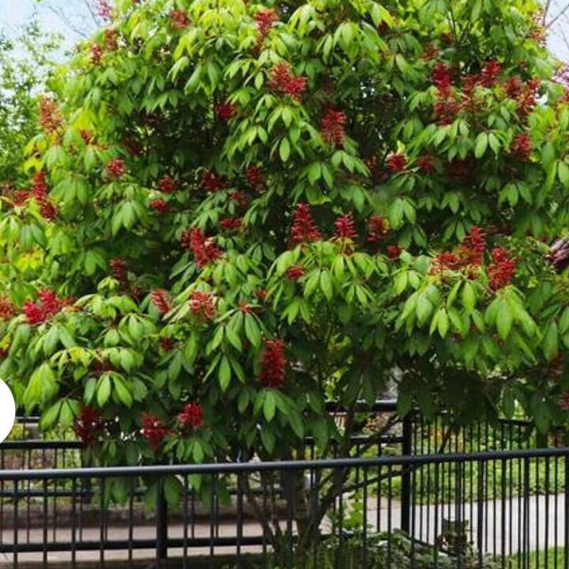 Red Buckeye – Bright Blooms & Wildlife Favorite