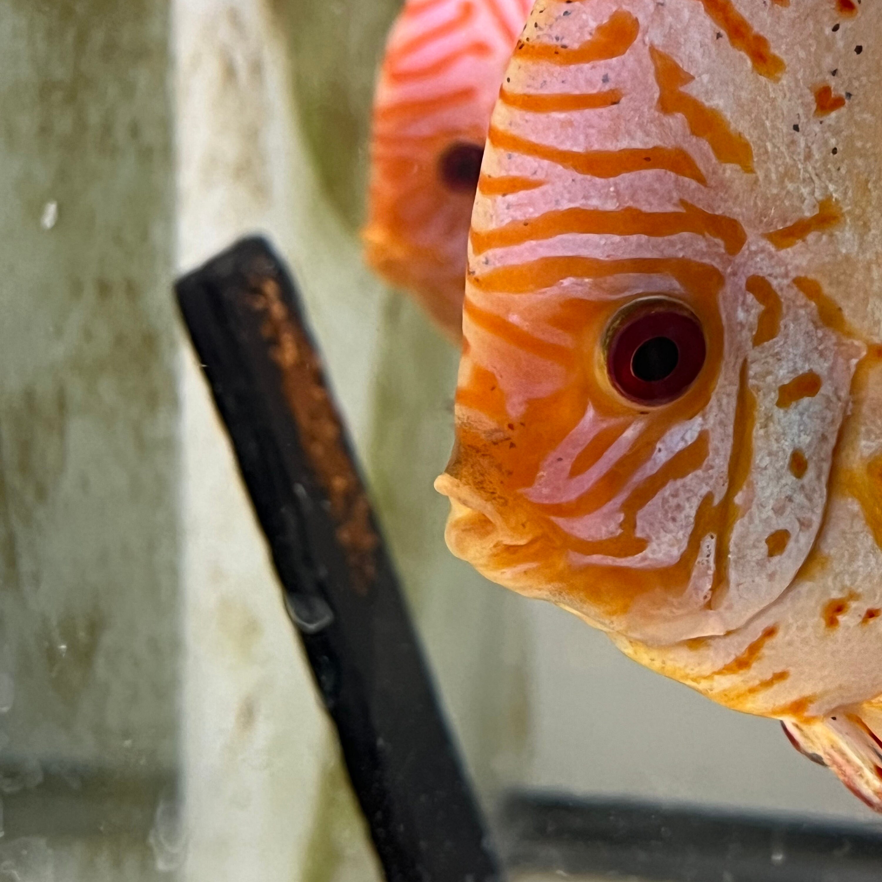 Natural Slate Breeding Slate: Angelfish, Discus, South American Fish - Etsy