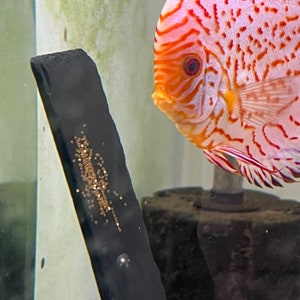 Natural breeding slate with acrylic base for breeding egg laying fish, angel fish, discus, South American fish