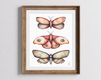 Moth Trio Painting, Watercolor Moths, Fine Art Moth Print