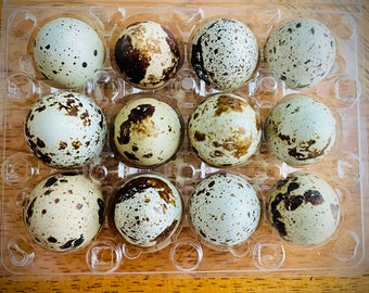 2 Dozen - Fresh Homegrown Quail Eggs - Eating Eggs