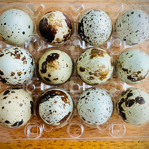 2 Dozen Fresh Homegrown Quail Eggs Eating Eggs Etsy