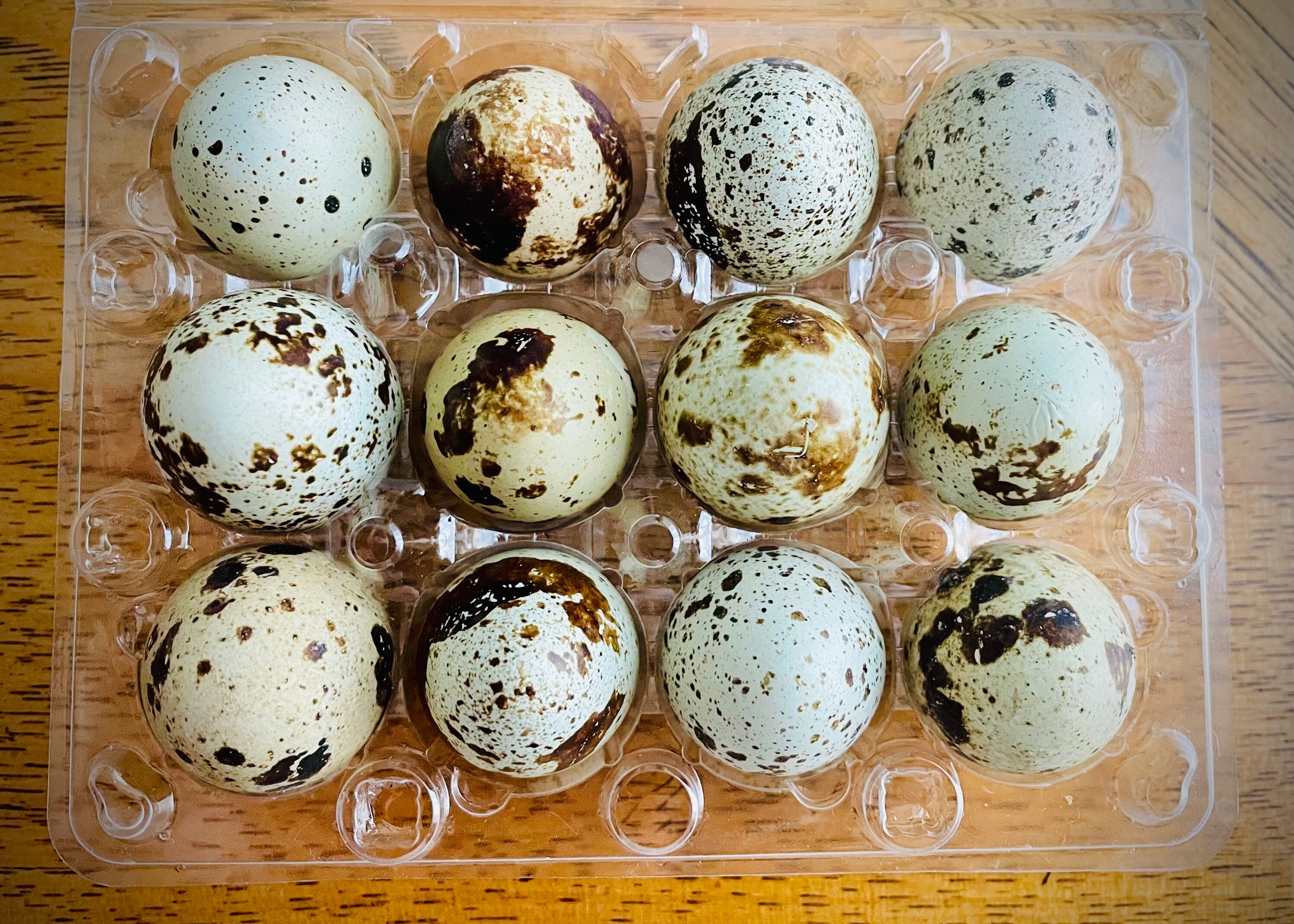 Quail Hatching Eggs for sale 79 ads for used Quail Hatching Eggs