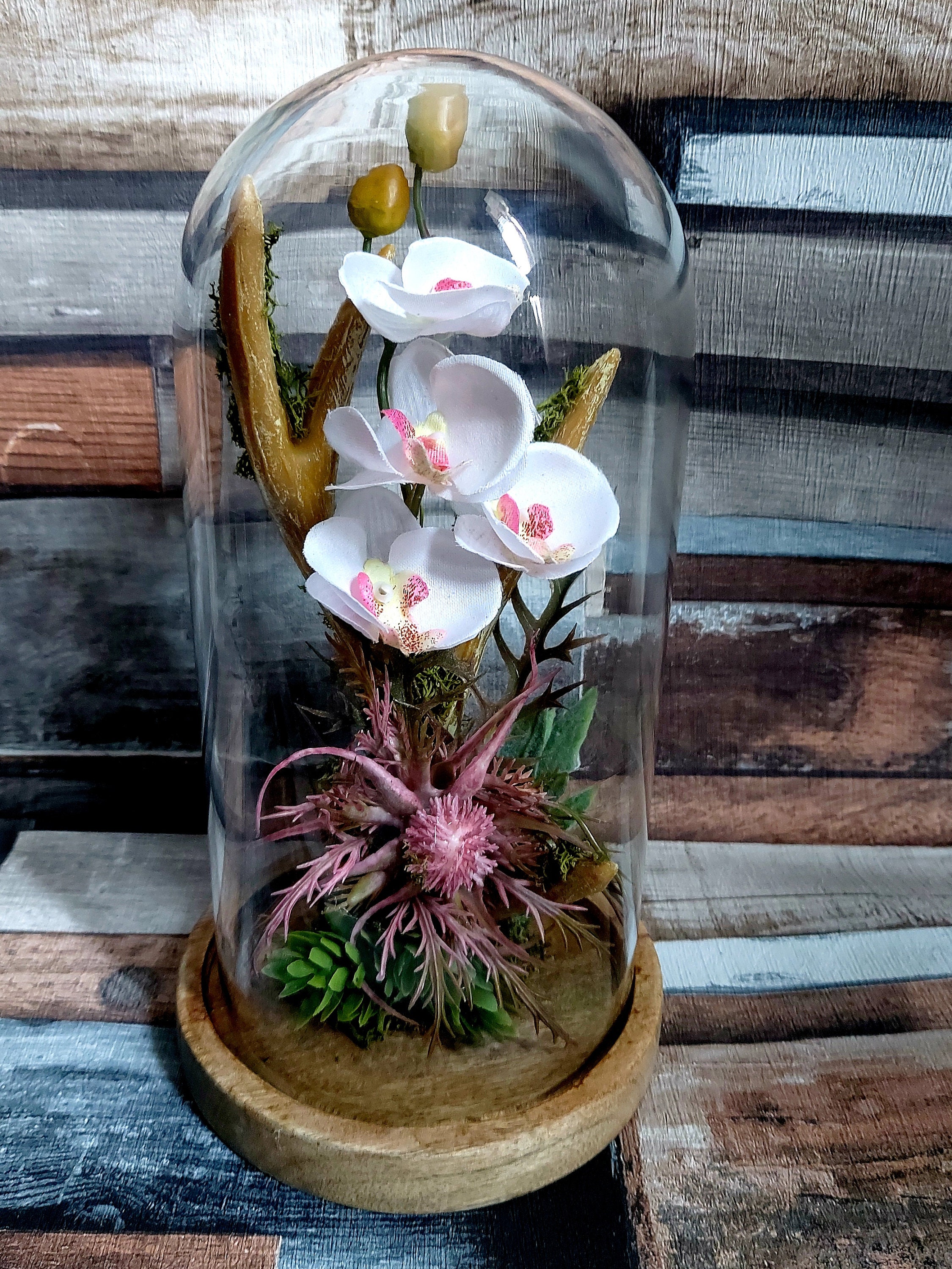 Glass Cloche Baby Orchid with Antler Etsy