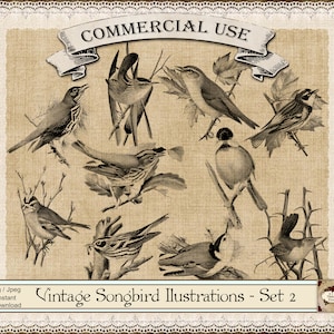 May include: Vintage illustrations of nine different songbirds in black and white. The birds are perched on branches and twigs. The background is a light brown with a lace border.
