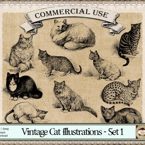 FANCY CAT Illustrations, Kitten Clipart, Cat Clip Art, Feline Illustrations, Victorian Cat Png, Animal Png, Feline Png, Old Cat Etchings