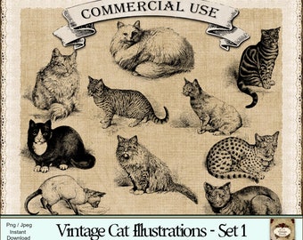 Victorian Cat Illustrations: Feline Etchings, Animal Clipart (PNG & JPG)