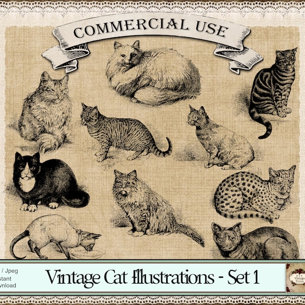 FANCY CAT Illustrations, Kitten Clipart, Cat Clip Art, Feline Illustrations, Victorian Cat Png, Animal Png, Feline Png, Old Cat Etchings