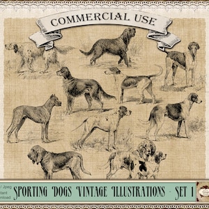 SPORTING DOGS, Animal Clipart, Dog Png, Vintage Illustrations, Beagle Png, Great Dane Png, Dog Breed Clipart, Vintage Dogs, Dog Illustration