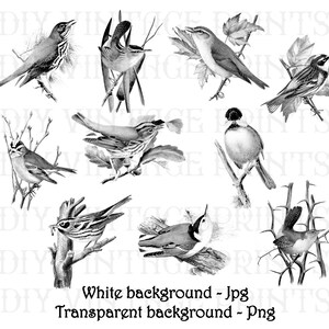 May include: A collection of nine black and white illustrations of various birds perched on branches. The birds are drawn in a realistic style with detailed feathers and beaks.