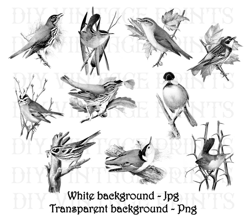 May include: A collection of nine black and white illustrations of various birds perched on branches. The birds are drawn in a realistic style with detailed feathers and beaks.