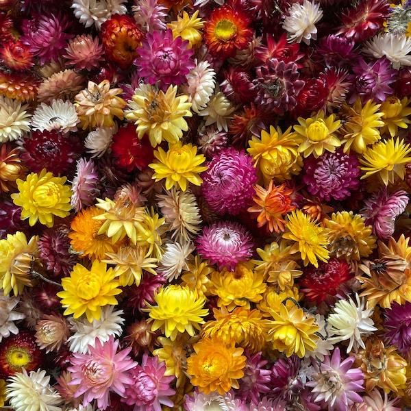 50 Dried Multicolor Strawflowers Organic dried flowers Weddings decor florist supply DIY Flower Gift for Her ready for crafting for resin