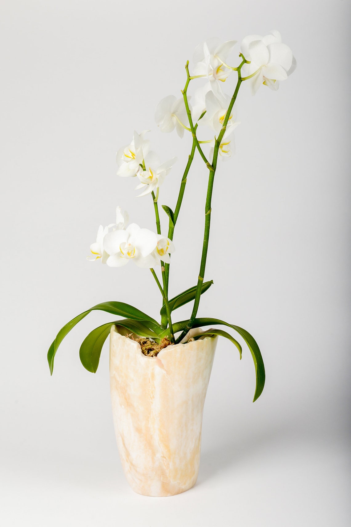 Orchid Holder Decorative Piece Plant Holder Light Holder Etsy