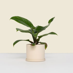 Peut inclure: Une plante verte d'intérieur avec de grandes feuilles brillantes dans un pot en céramique crème avec une soucoupe.