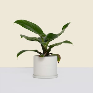 May include: A green houseplant with large, dark green leaves in a white ceramic pot with a white saucer.