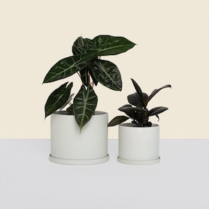 May include: Two white ceramic plant pots, one larger than the other, with a green leafy plant in the larger pot and a dark green leafy plant in the smaller pot.