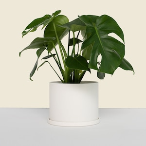 May include: A green Monstera plant in a white ceramic pot with a white saucer. The plant has large, dark green leaves with holes in them.