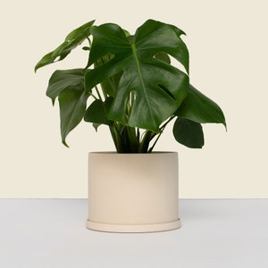 Peut inclure: Un plant de Monstera en pot avec de grandes feuilles vertes dans un pot en céramique beige clair avec une soucoupe assortie.