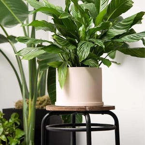 May include: A vibrant green plant with broad leaves in a pale pink ceramic pot. The pot rests on a small wooden surface on a black metal stool. Other plants are in the background, creating a natural, indoor aesthetic.